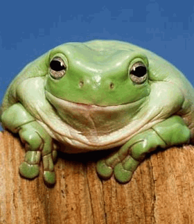 grenouille